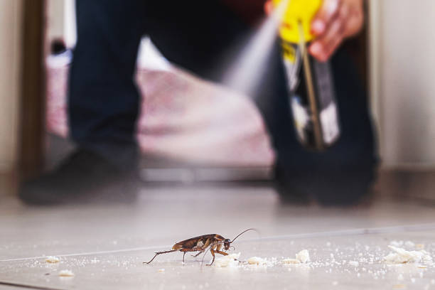 Wasp Removal Services in Cambridge Springs, PA